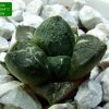 Ariocarpus_ fissuratus _SB413 _01